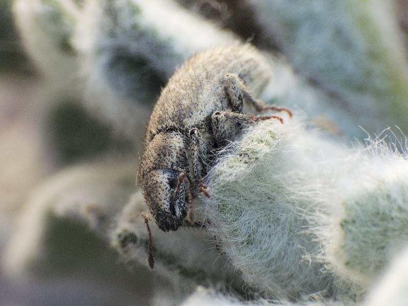 Strophomorphus porcellus (Schoenherr, 1832)